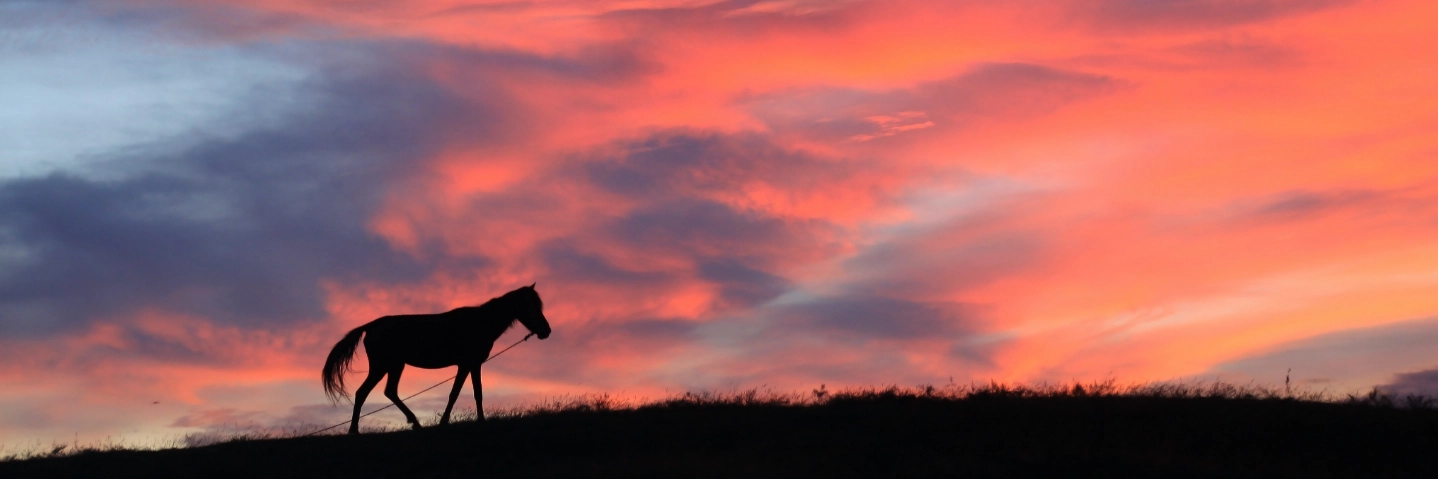 Equine Euthanasia-3