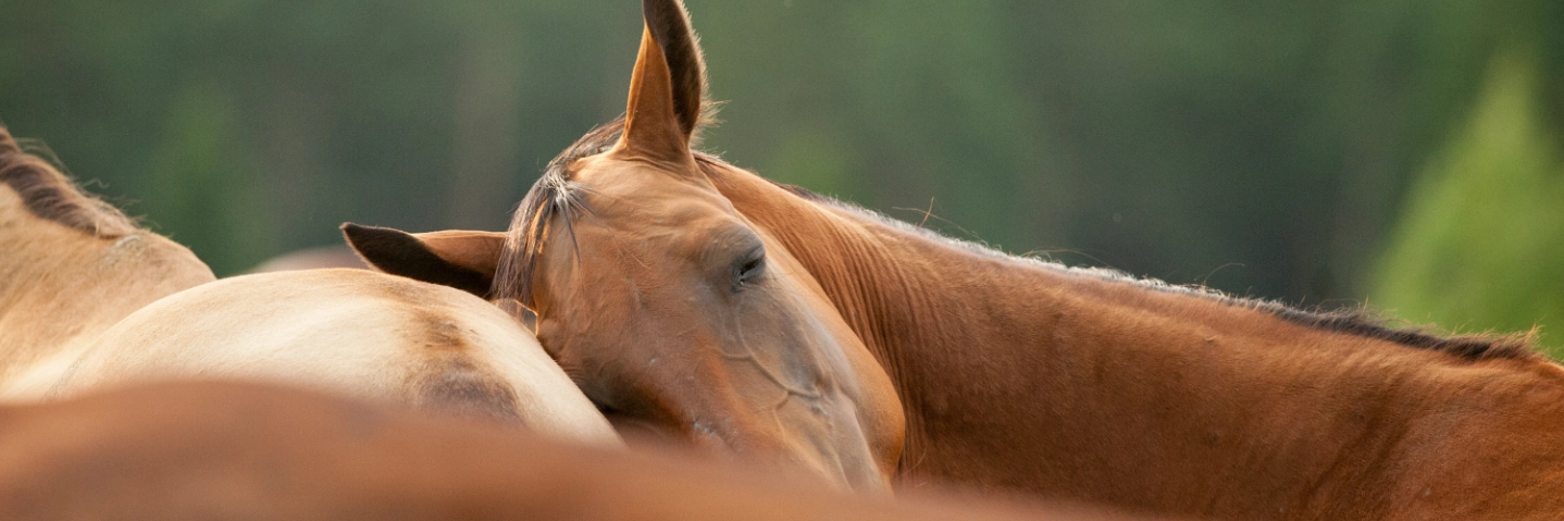 Equine Euthanasia